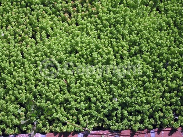 White blooms; Evergreen