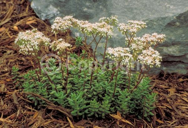White blooms; Evergreen