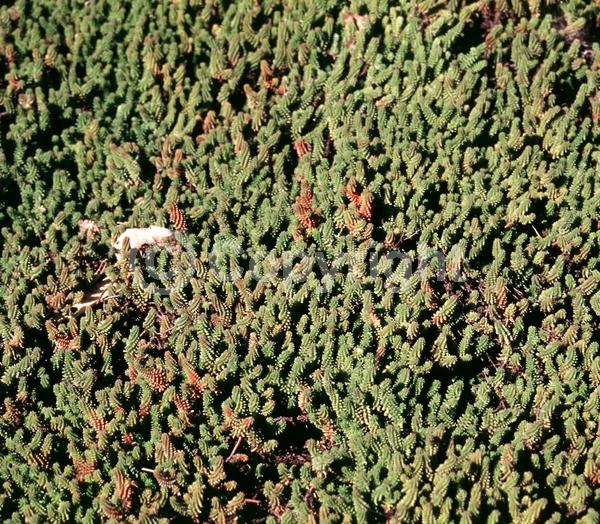 Pink blooms; Evergreen