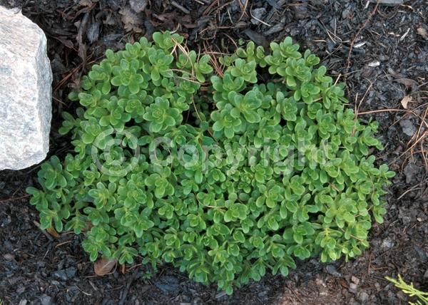 Yellow blooms; North American Native