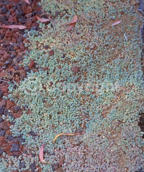 White blooms; Evergreen; Broadleaf; North American Native