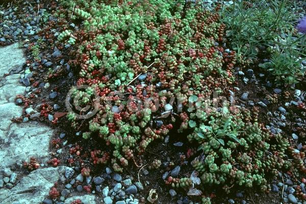 Yellow blooms; Evergreen