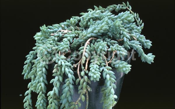 Pink blooms; Evergreen; North American Native