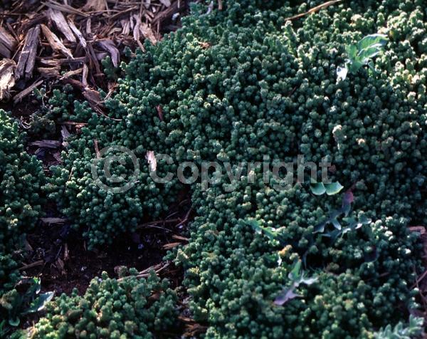 White blooms; Evergreen