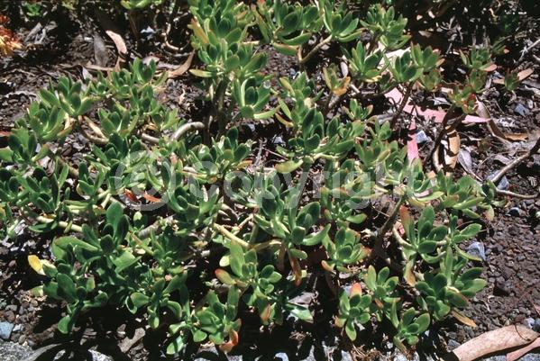 Yellow blooms; Evergreen; Needles or needle-like leaf; North American Native