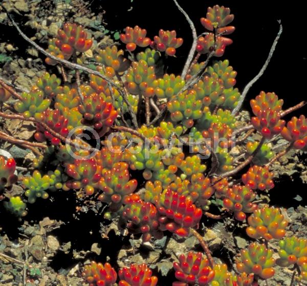 Yellow blooms; Evergreen; North American Native