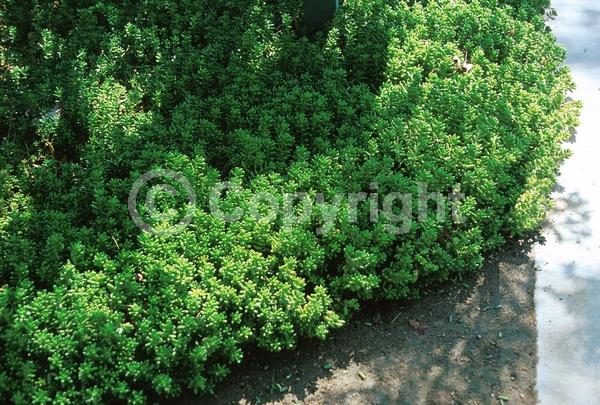 Yellow blooms; Evergreen; North American Native