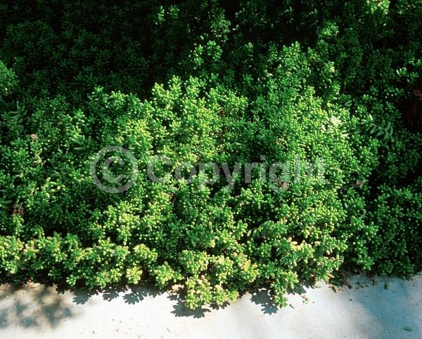 Yellow blooms; Evergreen; North American Native