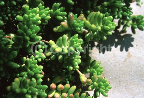 Yellow blooms; Evergreen; North American Native