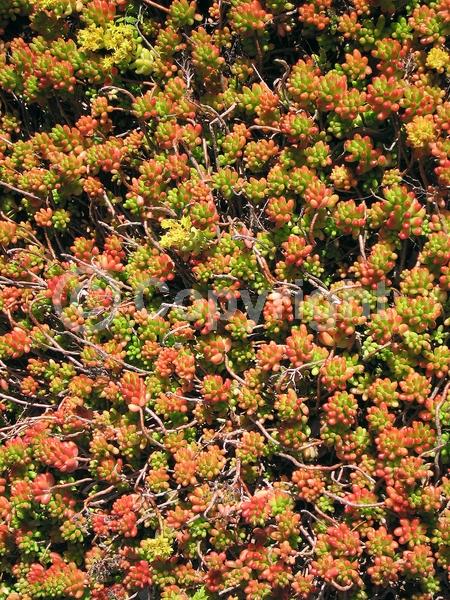 Yellow blooms; Evergreen; North American Native