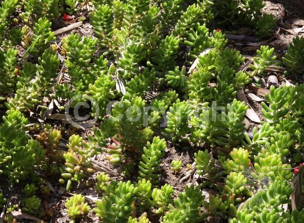 Yellow blooms; Evergreen; North American Native