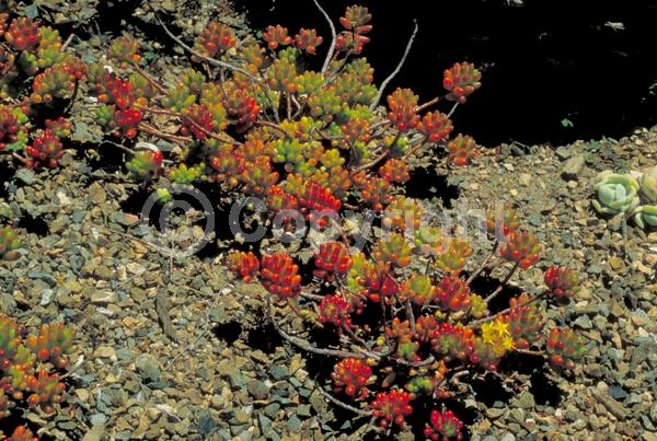 Yellow blooms; Evergreen; North American Native