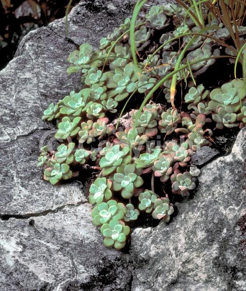Yellow blooms; Evergreen; Broadleaf; North American Native