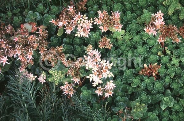 Red blooms; Pink blooms; Evergreen; Needles or needle-like leaf
