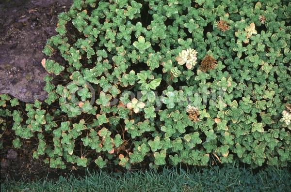 Red blooms; Pink blooms; Evergreen; Needles or needle-like leaf