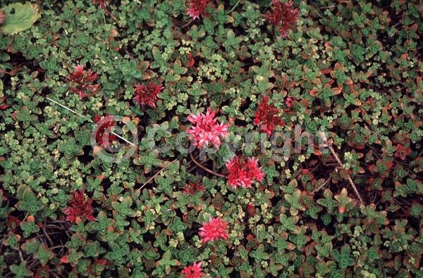 Red blooms; Pink blooms; Evergreen; Deciduous