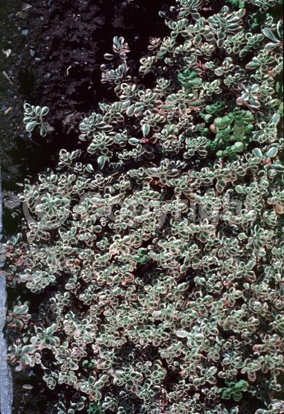 Purple blooms; Pink blooms; Semi-evergreen