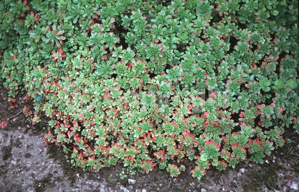 Pink blooms; Evergreen