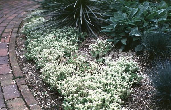 White blooms; Evergreen; North American Native