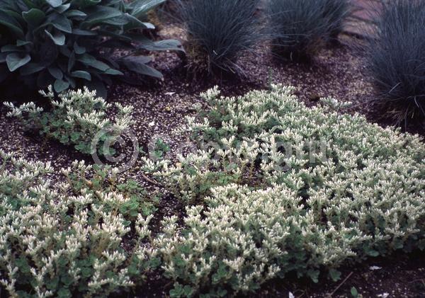 White blooms; Evergreen; North American Native