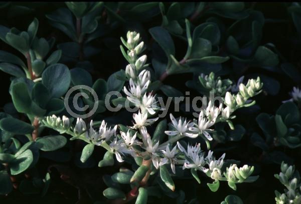 White blooms; Evergreen; North American Native