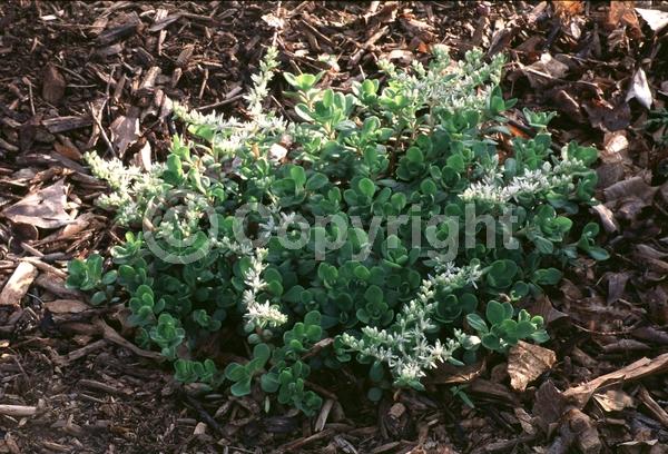 White blooms; Evergreen; North American Native
