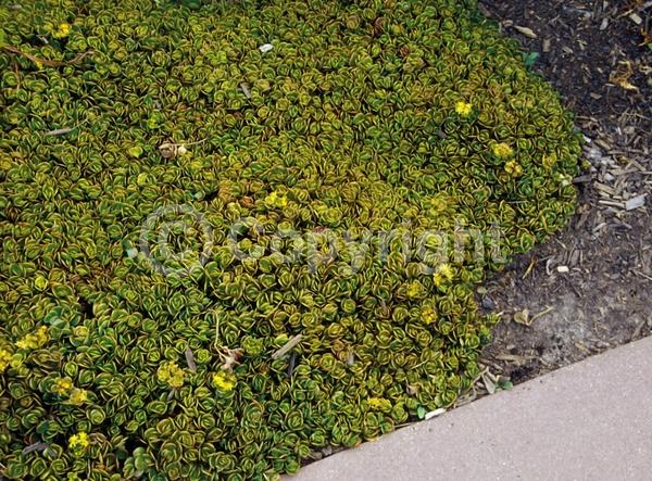 White blooms; Evergreen