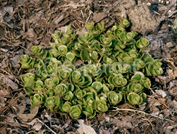 White blooms; Evergreen