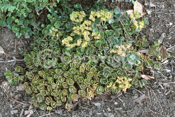 White blooms; Evergreen