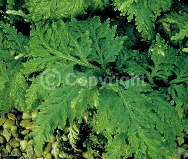 Evergreen; Deciduous