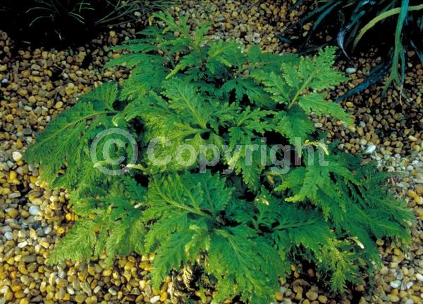 Evergreen; Deciduous