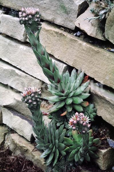 Red blooms; Yellow blooms; Purple blooms; White blooms