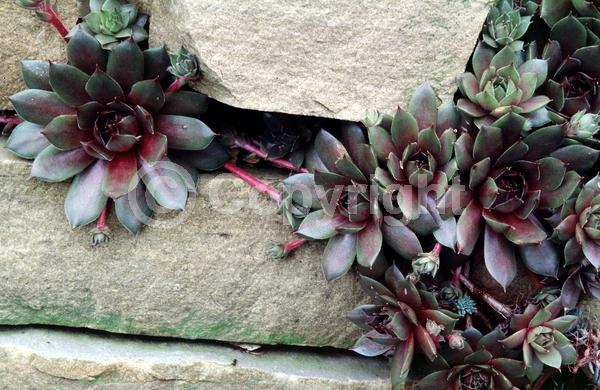 Red blooms; Yellow blooms; Purple blooms; White blooms