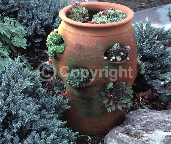 Red blooms; Yellow blooms; Purple blooms; White blooms