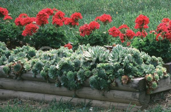 Red blooms; Yellow blooms; Purple blooms; White blooms