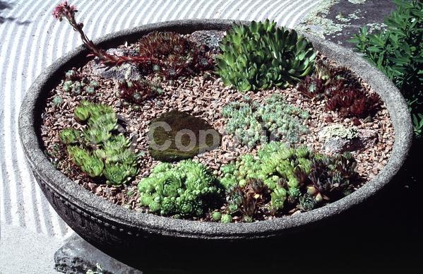 Red blooms; Yellow blooms; Purple blooms; White blooms