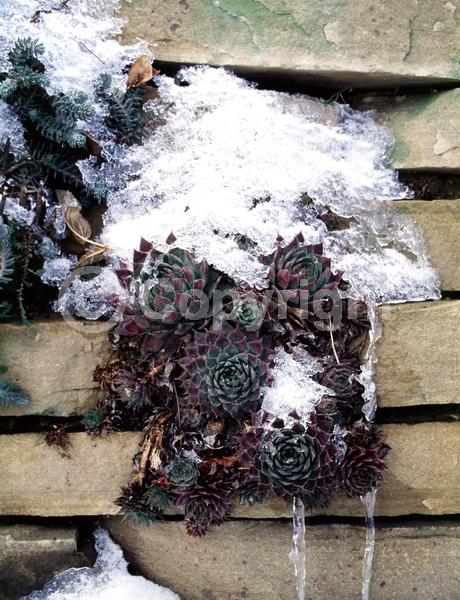 Red blooms; Yellow blooms; Purple blooms; White blooms