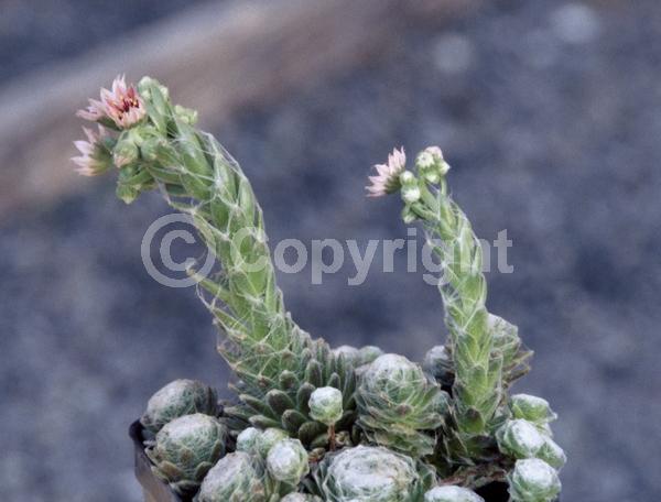 Red blooms; Pink blooms