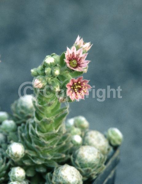 Red blooms; Pink blooms