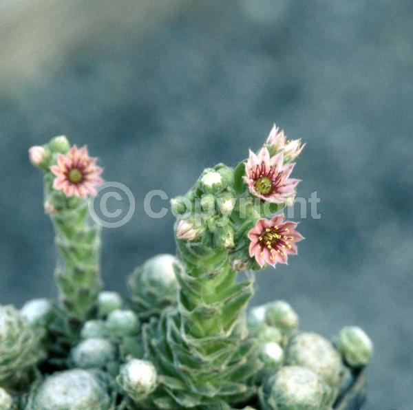 Red blooms; Pink blooms