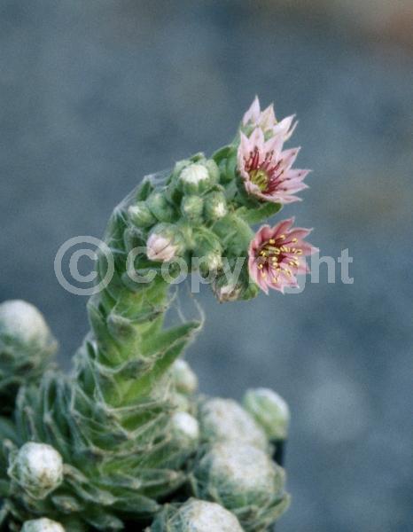 Red blooms; Pink blooms