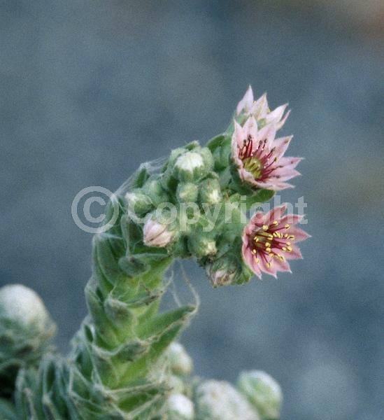 Red blooms; Pink blooms