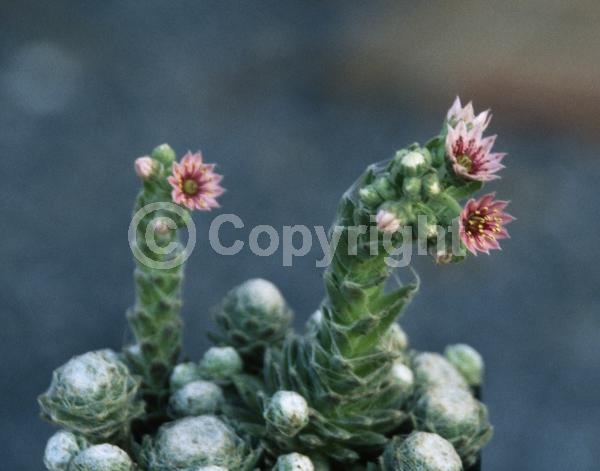 Red blooms; Pink blooms