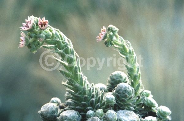 Red blooms; Pink blooms