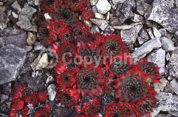 Red blooms; Evergreen