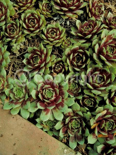 Red blooms; Purple blooms; Evergreen; Needles or needle-like leaf