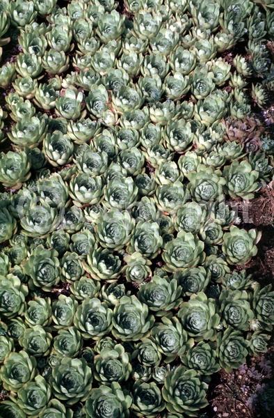 Red blooms; Purple blooms; Pink blooms; Evergreen; Needles or needle-like leaf