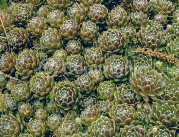 Pink blooms; Evergreen; Needles or needle-like leaf
