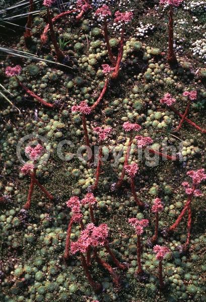 Pink blooms; Evergreen; Needles or needle-like leaf