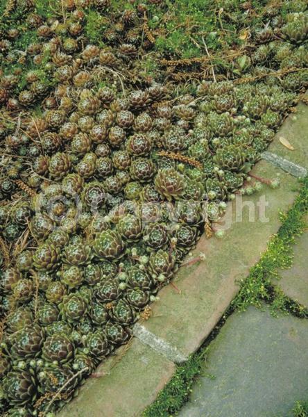 Pink blooms; Evergreen; Needles or needle-like leaf